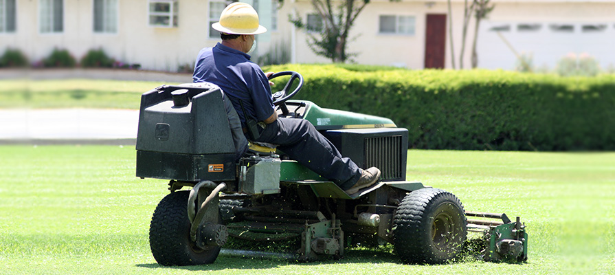 Grass cutting & tree / hedge trimming